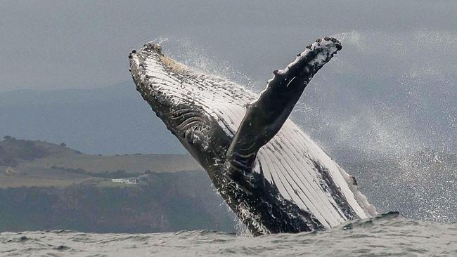 Nine amazing whale-watching spots around the world